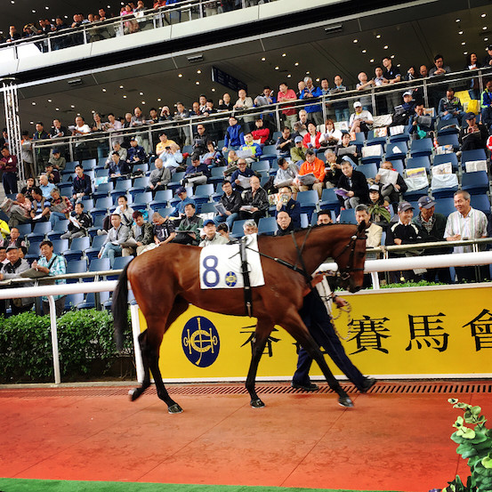 香港马买马网站www,香港马买马网站www——探索赛马文化的独特魅力